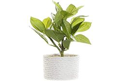 DKD Home Decor Decoratieve plant wit groen PVC EVA (23 x 23 x 30 cm)