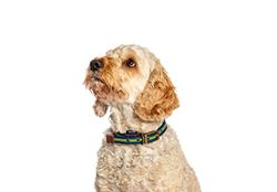 Fatface Collier pour Chien/Chiot en Cuir véritable tissé avec Boucle en métal Bleu et Jaune Taille L 25 mm 45-55 cm