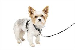 Petsafe 3 In 1 Hond Harnas en Auto Restraint, Extra Small, Zwart