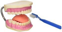 Gima - Model ust do higieny dentystycznej ze szczoteczką do zębów, linia cenowa, powiększenie 3x