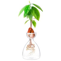 Maveite Avokado grodd växt vas avokado träd växande vas glas trädgård frö start plantering vas behållare avokado träd odling kit för barn vuxna vänner familjer odla avokado träd presentälskare