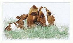 Thea Gouverneur Brown Cow On Linen Cross Stitch Kit-17.75 x 27.5-inch 32 Count, 45x70cm