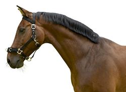 Kerbl Cinto de estocada de plástico - cabrro, preto, unissexo, halter de estocada de plástico preto, WB, preto