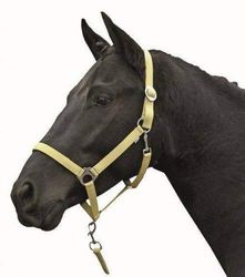 HKM 544117 Licol Stars Economy Softice