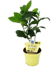 Árbol del Té Natural La Planta que Atrae Vida y Naturaleza a su Espacio Exterior