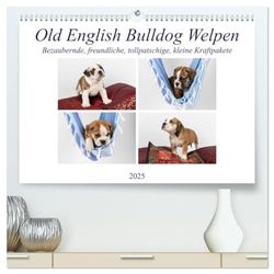 Old English Bulldog Welpen (hochwertiger Premium Wandkalender 2025 DIN A2 quer), Kunstdruck in Hochglanz: Kleine bezaubernde Kraftpakete