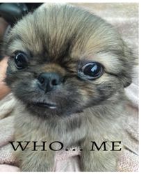 Composition Notebook: Scared Peke: Who .... Me Pekingese; Field Ruled Lined (7.5 x 9.25)