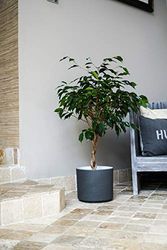 Ivyline Plant Pot