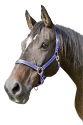 Kerbl-Cavezza Mustang, Colore: Blu Reale/Nero, Taglia 2