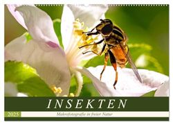 INSEKTEN - Makrofotografie in freier Natur (Wandkalender 2025 DIN A2 quer), CALVENDO Monatskalender: Es summt und brummt: Bienen, Fliegen, Käfer und Schmetterlinge