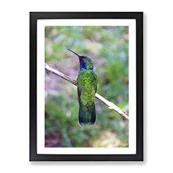 Hummingbird Bird 3 Modern Framed Wall Art Print, Ready to Hang Picture for Living Room Bedroom Home Office Décor, Black A3 (34 x 46 cm)
