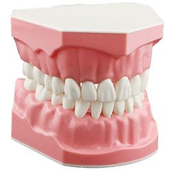 DENTALMALL Modèle dentaire pour le brossage du fil dentaire, la pratique des dents, le typodonts, la gingiva visible, la démonstration anatomique, l'enseignement, l'étudiation, la taille standard