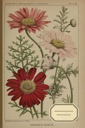 Botanical Floral Lined Notebook: Aesthetic Vintage Flower Journal for Women, School, Students 6”x9” Ruled Cream Pages