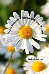 He has made everything beautiful in it's time: Ecclesiastes 3:11