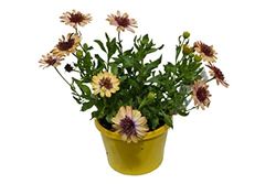 Planta de Dimorfoteca Natural con Flores Mix Colores