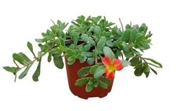 Verdolaga Natural: Planta Viva de Verdolaga Fresca y Saludable