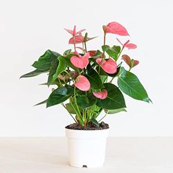 BloomPost Anthurium Andr. Madural Roze (Flamingo plant) - P17-55cm Hoogte - Kamerplanten - Luchtzuiverend - Vers van de Kweker