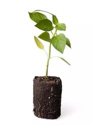 Planta de Piminetos Premium Ideal para Cultivo Natural en tu Huerto