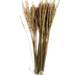 Ramo Natural de Espigas de Trigo Secas Perfecto para Estilo Bohemio o Campestre