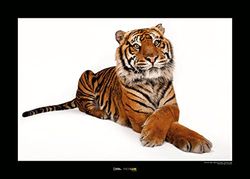 Sumatran Tiger - Grootte: 70 x 50 cm - Komar, muurschildering, posters, kunstdruk (zonder lijst), National Geographic