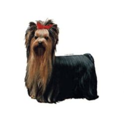 Schwandt Heimtierbedarf 14043 Autocollant pour Panneau avertisseur Motif Yorkshire Terrier Env. 200 x 220 mm