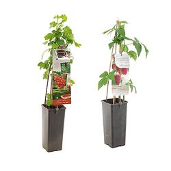 Planta de la Grosella + Planta de la Frambuesa Naturales: Cultivas tus Propios Frutos Rojos
