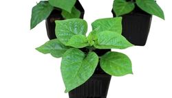 Planta de Pimientos de Exterior Natural Planta para Cultivar Pimientos en Casa