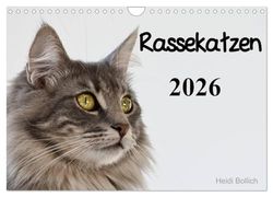 Rassekatzen 2026 (Wandkalender 2026 DIN A4 quer), CALVENDO Monatskalender: Der Kalender für alle Katzenfreunde