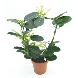 DECOALIVE Jazmín Madagascar Planta de Interior Natural