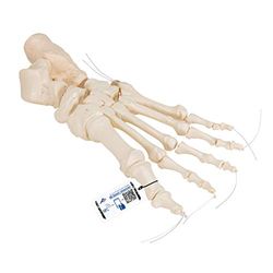 3B Scientific A30/2 Modelo de anatomía humana Esqueleto del Pie Ensartado En Forma Suelta En Nylon + App de anatomía gratuita - 3B Smart Anatomy
