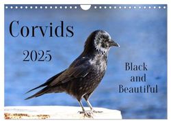 Corvids - Black and Beautiful (Wall Calendar 2025 DIN A4 landscape), CALVENDO 12 Month Wall Calendar: Corvids - birds in close-ups