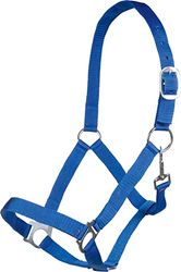 Posten Brisbane Licol bleu roi pour pur-sang