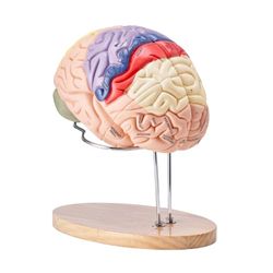 VEVOR Modello anatomico del cervello umano, 2X Modello in 4 parti a grandezza naturale con etichette e base espositiva, Modello cerebrale staccabile Insegnamento Apprendimento Visualizzazione