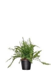 Helecho Hembra Natural Elegante Planta Colgante para Tu Espacio Exterior