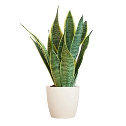 BloomPost Sansevieria TRIF. 'Futura Superba' - 25-35 cm + witte vezelpot - Kamerplant - Onderhoudsarme kamerplant - Makkelijk te kweken kantoorplanten voor thuis - Inclusief pot