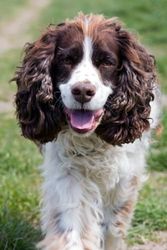 Springer Spaniel Notebook: Gorgeous Springer Spaniel Dog Journal Diary 6"x 9" Size, 120 College Ruled Pages, Perfect Gift