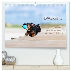 DACKEL... wissen was sie wollen... (und was nicht...) (hochwertiger Premium Wandkalender 2026 DIN A2 quer), Kunstdruck in Hochglanz: Frech, eigensinnig und liebenswert-kurz: Dackel!