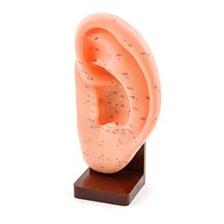 HeineScientific Modelo acupuntura oreja