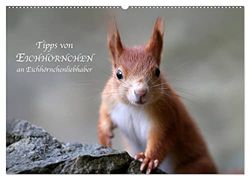 Tipps von Eichhörnchen an Eichhörnchenliebhaber (Wandkalender 2026 DIN A2 quer), CALVENDO Monatskalender: Bilder mit tollen Sprüchen von Eichhörnchen.