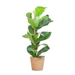 BloomPost Ficus Lyrata + Basket - Kamerplant - Onderhoudsarm - Kamerplant - Makkelijk te kweken - Kantoorplant - Inclusief pot - 75-85 cm