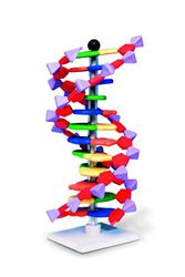DNA Doppelhelix-Modell, 12 Segmente, miniDNA Kit