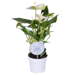 Anthurium Color Blanco Alaska 60cm Altura Planta Interior Flores Blancas