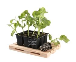 Melón de Navidad Planta Natural Cultiva Melones Frescos y Dulces Todo el Año con Nuestras Plantas