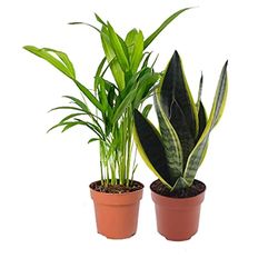 DECOALIVE Palmera Areca de Interior y Sansevieria o Planta Serpiente Plantas Naturales, 8436601572424