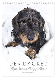 Der Dackel (M)ein treuer Weggefährte (Wandkalender 2026 DIN A4 hoch), CALVENDO Monatskalender: Ein bezaubernder Dackel begleitetet Sie durchs Jahr