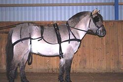 Cwell Equine Strong NYLON HORSE DRIVING CART HARNESS WITH SADDLE BRIDLE etc - D/F/C/P/S/M black (FULL)