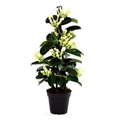 DECOALIVE Planta Natural de Interior Stephanotis Floribunda o Jazmín