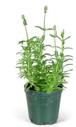 Planta de Lavanda Ieal para Extraer Aceite Esencial de Calidad Premium para Aromaterapia y Cuidado de la Piel