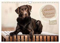 Labrador Retriever - Vielfalt auf Vier Pfoten (Wandkalender 2024 DIN A4 quer), CALVENDO Monatskalender: Der Labrador Retriever, Familienhund und Arbeitshund in seiner ganzen Vielfalt.