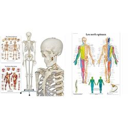 Elementary Anatomy Buddy the Budget Skeleton, Human Skeleton Model, Life-Size Skeleton 175 cm, includes Two Human Anatomy Posters and Stand & 3B Scientific VR2621L Planche Anatomique,Les Nerfs Spinaux